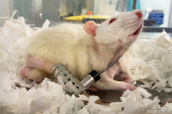 Ratte in einem britischen Tierversuchslabor