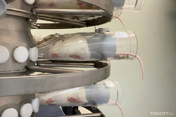 Ratten in einem britischen Tierversuchslabor