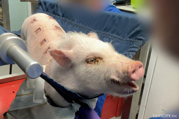 Mini-Schwein in einem britischen Tierversuchslabor