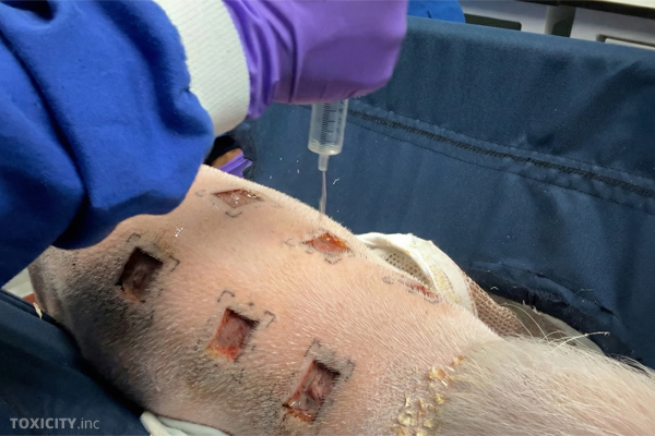 Mini-Schwein in einem britischen Tierversuchslabor