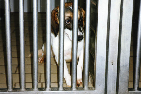 Beagle im Versuchslabor