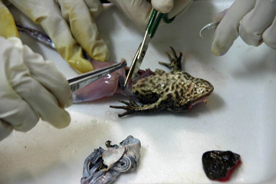 Tierverbrauch im Studium: Ein Frosch wird seziert
