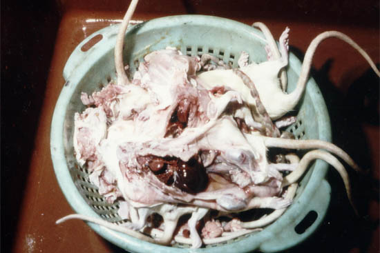 Tierverbrauch im Studium: Sezierte Ratten im Abfalleimer