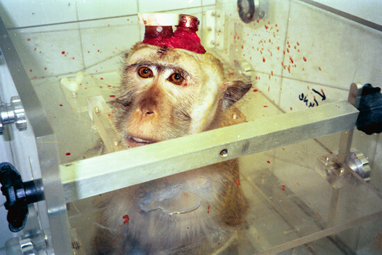 Affe mit implantiertem Kopfhalter und Elektrodenkammer in einem Primatenstuhl