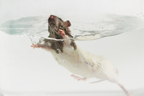 Ratte im forcierten Schwimmtest