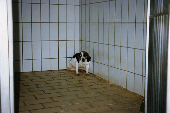 Beagle im Tierversuchslabor