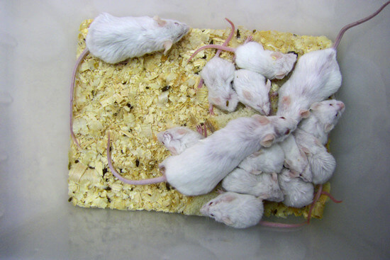 Mäusehaltung im Tierversuchslabor