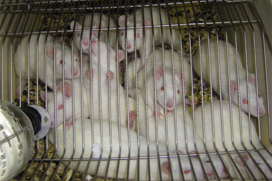 Ratten imn Laborkäfig