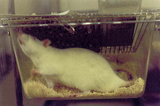 Ratte in einem kleinen Plastikkasten