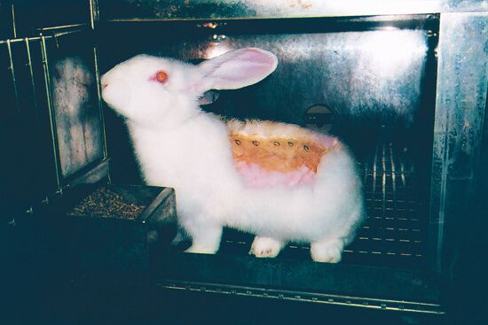 Hauttest am Kaninchen