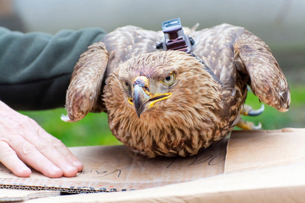 Satellite transmitter on an imperial eagle (Aquila heliaca)