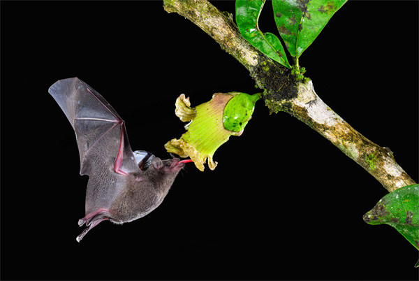 Nektartrinkende Fledermaus