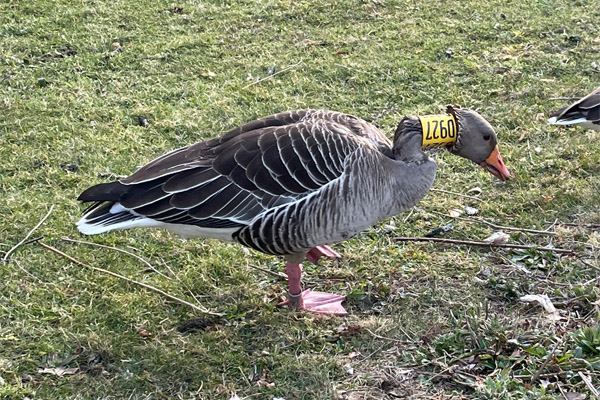 Graugans mit Halsmanschette