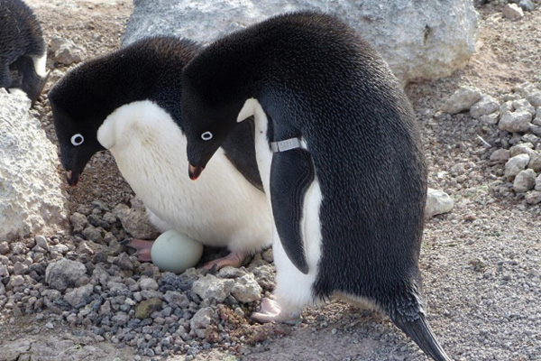 Adèlie-Pinguine mit Flügelmarke