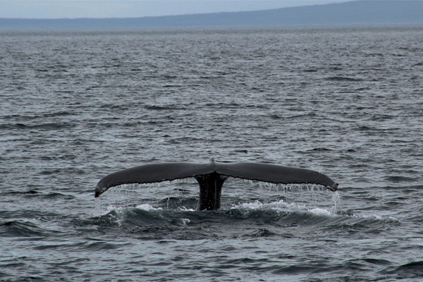 walfluke