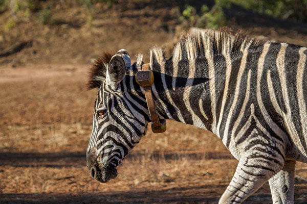 Zebra mit Senderhalsband