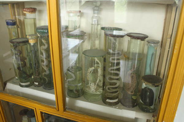 Museumssammlung eingelegter Tiere